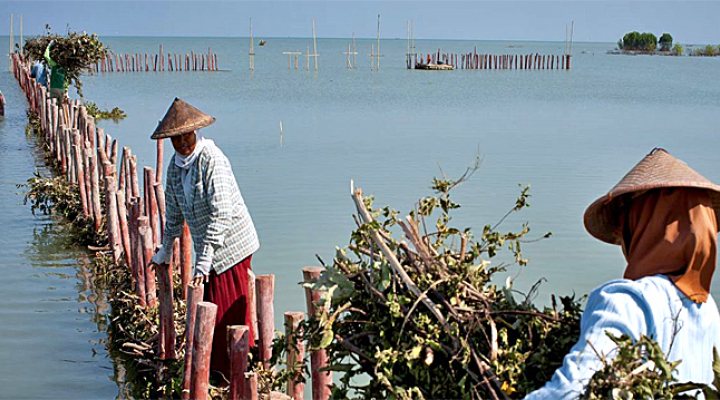 dws-ecoshape-bwn-demak-coastal-protection-770px