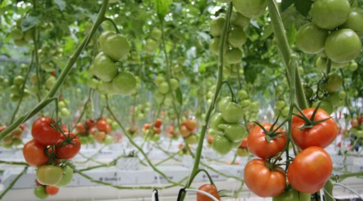 dws-first-delft-blue-water-tomatoes-plucked-770px