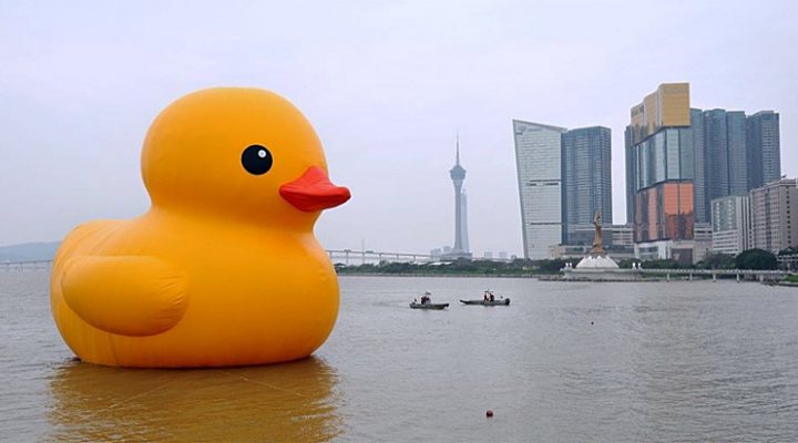 dws-hofman-rubber-duck-macao-770px
