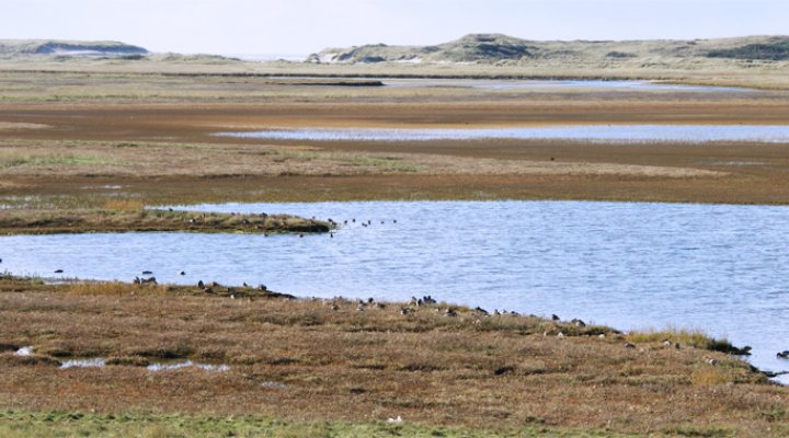 dws-imares-wadden-sea-texel-national-park-770px-1