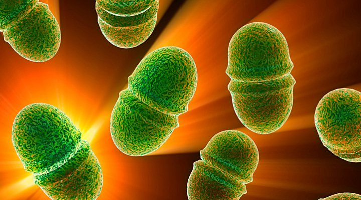 dws-microlan-bactcontrol-enterococcus-770px