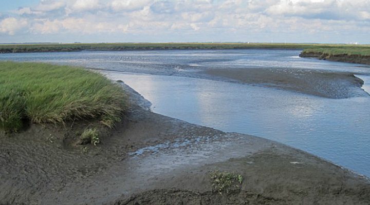 dws-nioz-large-ecosystems-saeftinghe-2-netherlands770px-1
