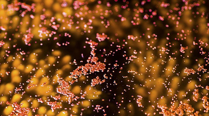 dws-tud-coral-spawning-heron-island-770px