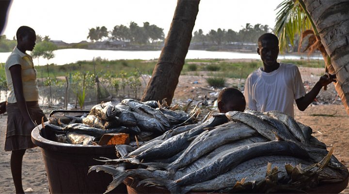 dws-tud-volta-fish-770px