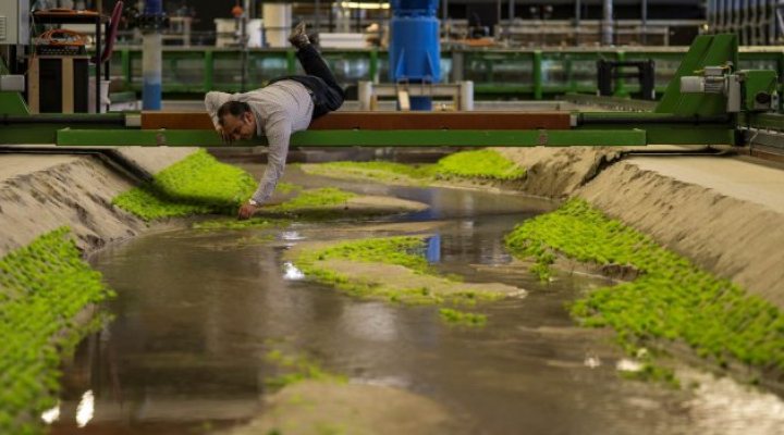 dws-tudelft-waterlab-plasticplants770px