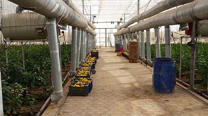 dws-wageningen-horticulture-peppers-egypt-675px