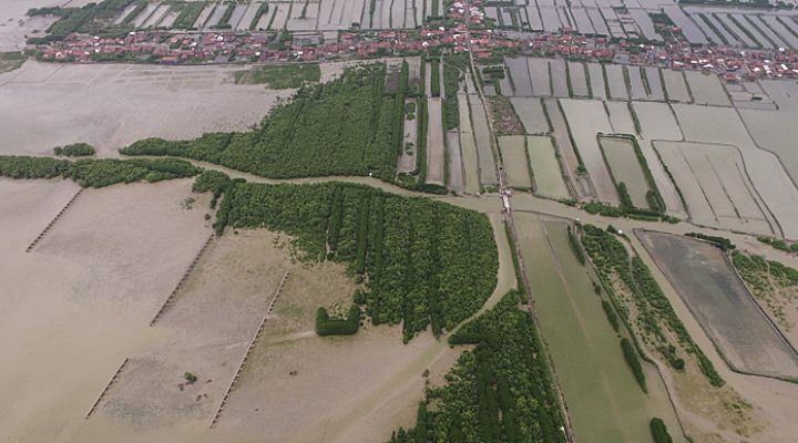dws-wetland-bwn-java-aerial1-770px