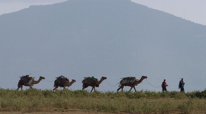 dws-wetland-ethiopia-camels-770px