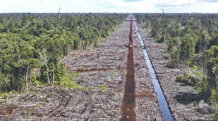 dws-wetlands-rajang-drainage-plantation-770px
