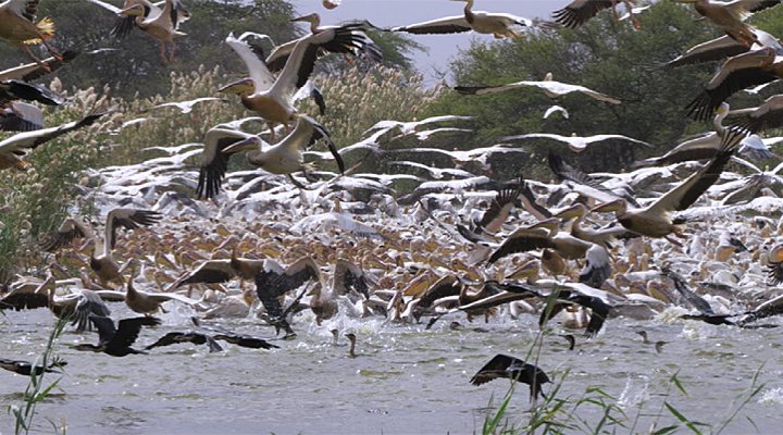 dws-wetlands-strategy-herons-770px