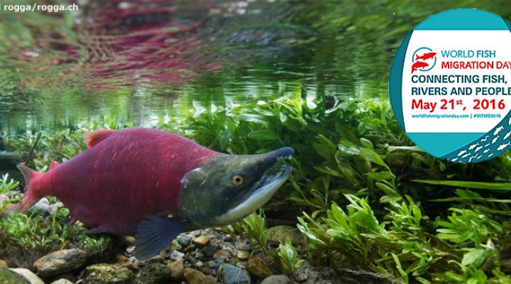 dws-wfmd2016-salom-logo2-770px