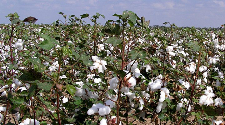 dws-wfn-ca-cotton-field-770px-1
