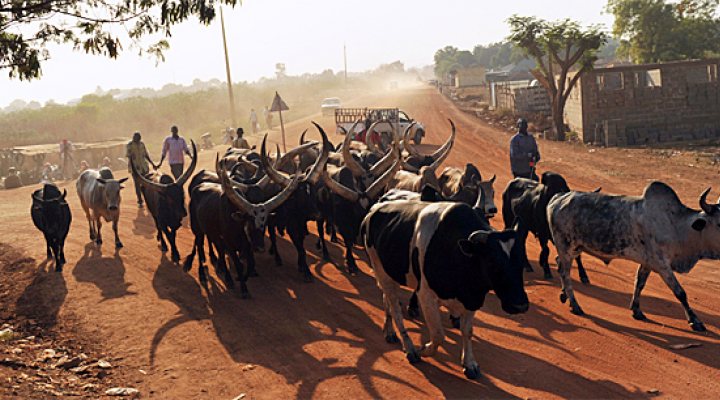 dws-wibo-south-sudan-cattle-770px