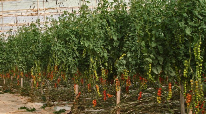 dws-wur-agadir-tomato-greenhouse-770px