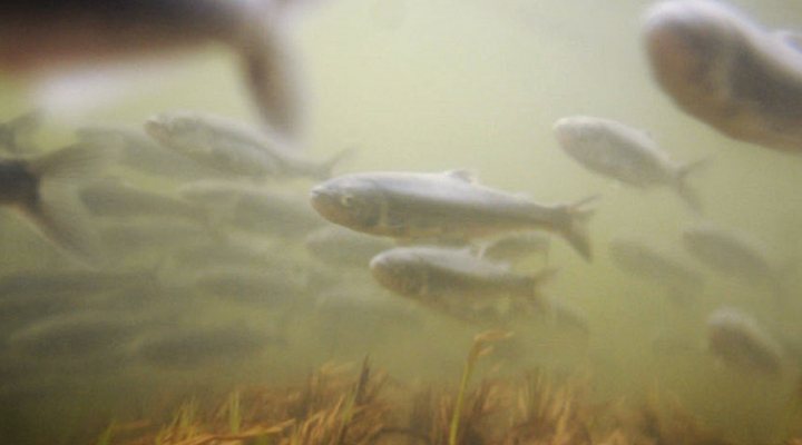 dws-wur-nanoduflow-river-smelt-700px-1