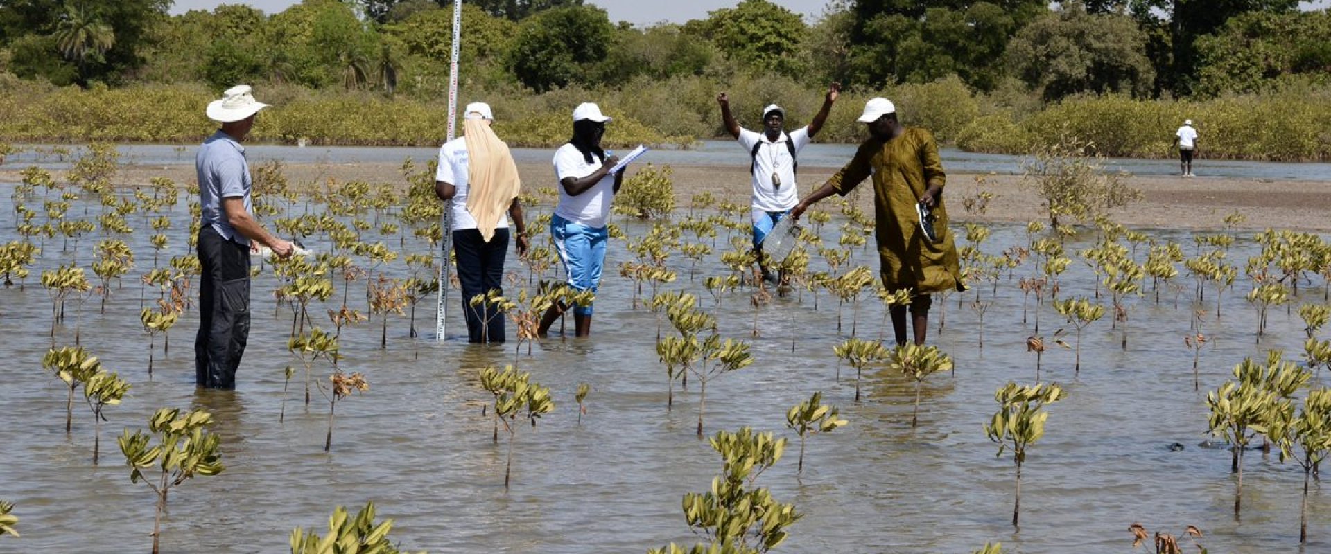 Mangrove communities learn to value biodiversity - Wetlands International