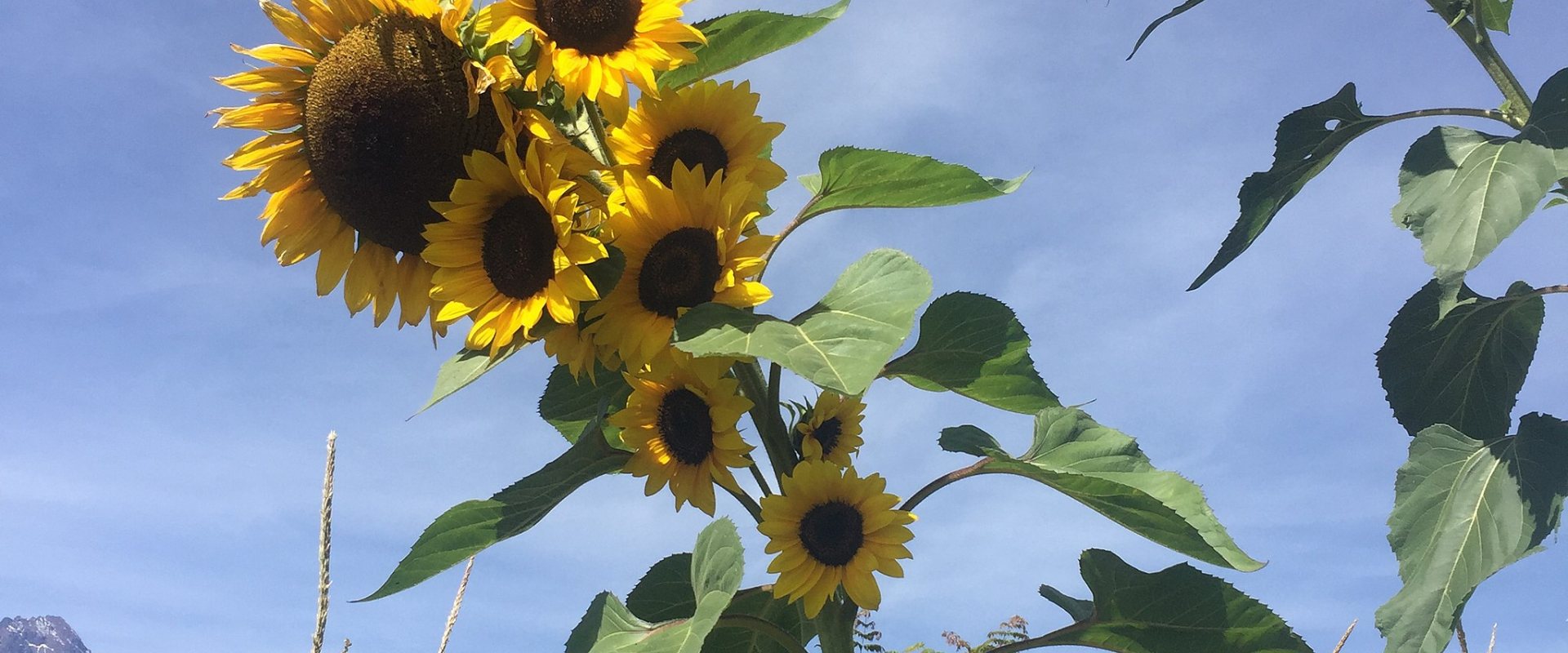Sunflower field in Tanzania