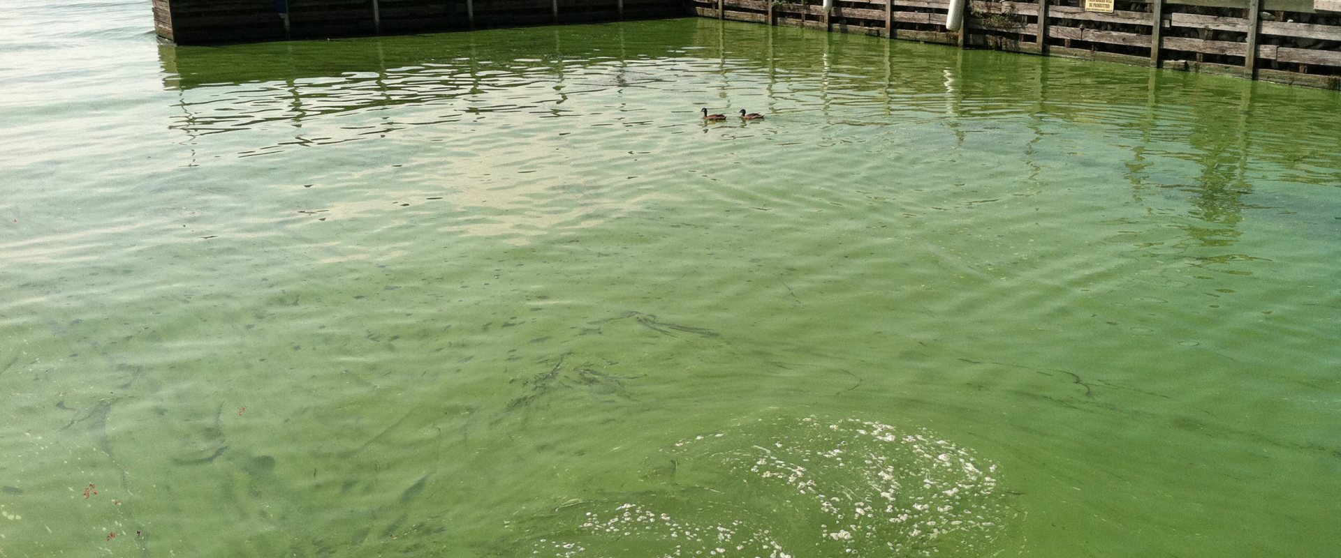 Algae bloom in lake Erie, USA