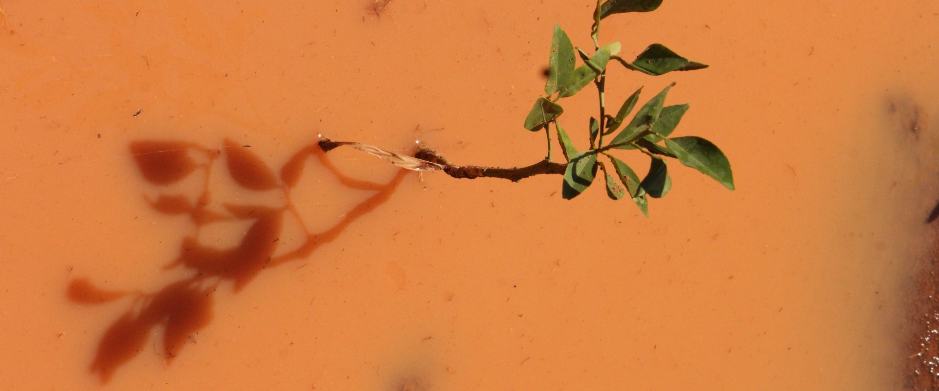 Plant in red earth flooded