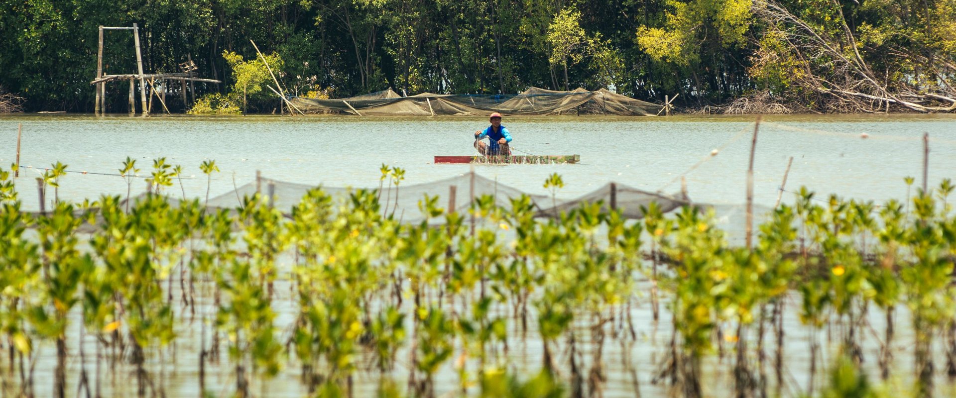 Mangrove forest along Indonesian coast