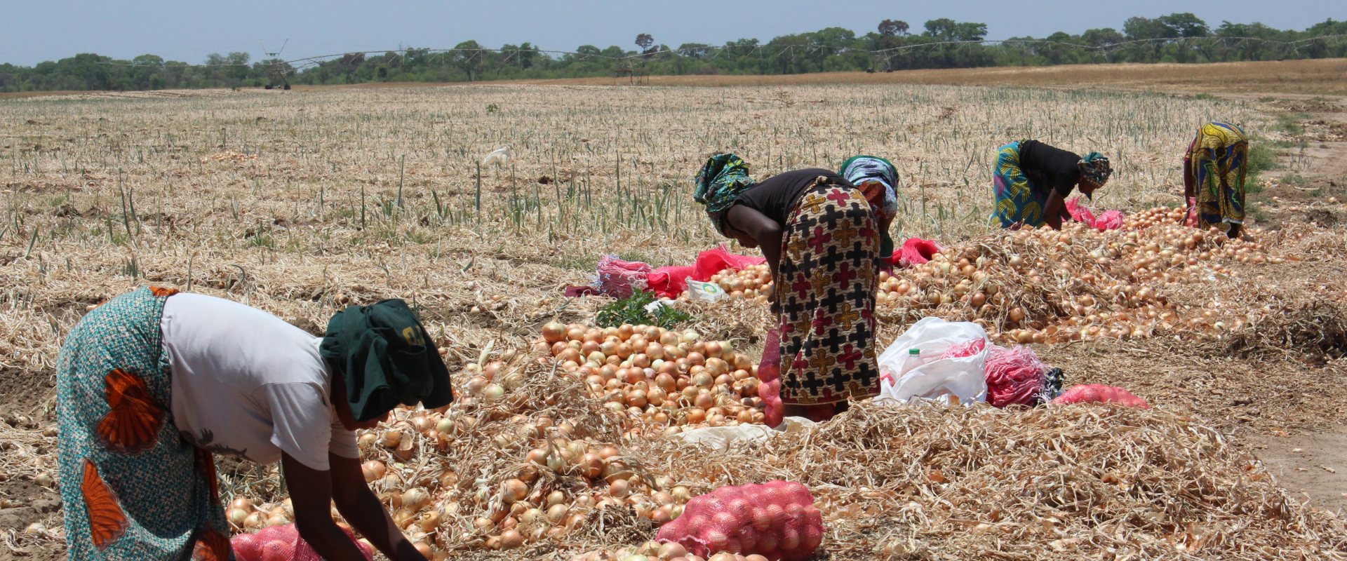 Women onion farmers at work in Africa
