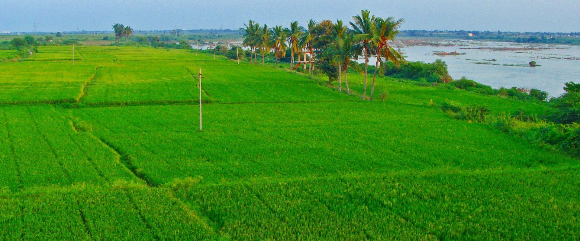 Indian rice fields near river
