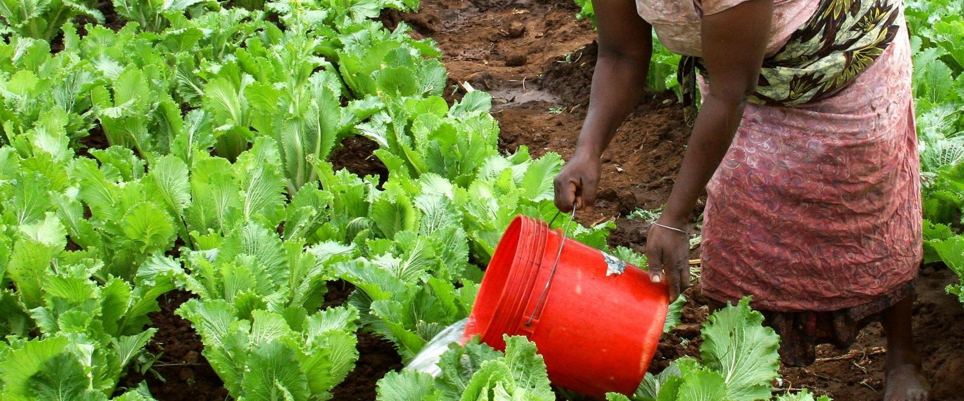 Woman watering her crops.