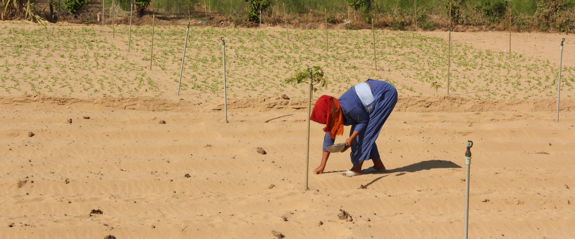 Agricultural field in Vietnam