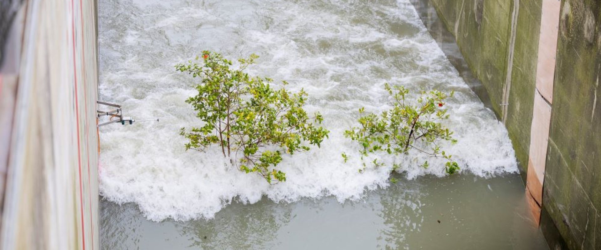 Testing the strength of mangrove trees under extreme wave conditions at the Delta Flume. Photo: TU Delft / Deltares