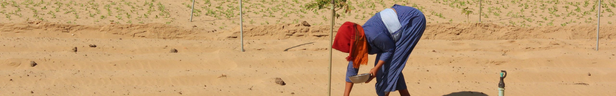 Agricultural field in Vietnam